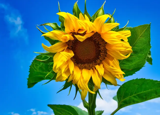 The Other Sunflower Seeds War